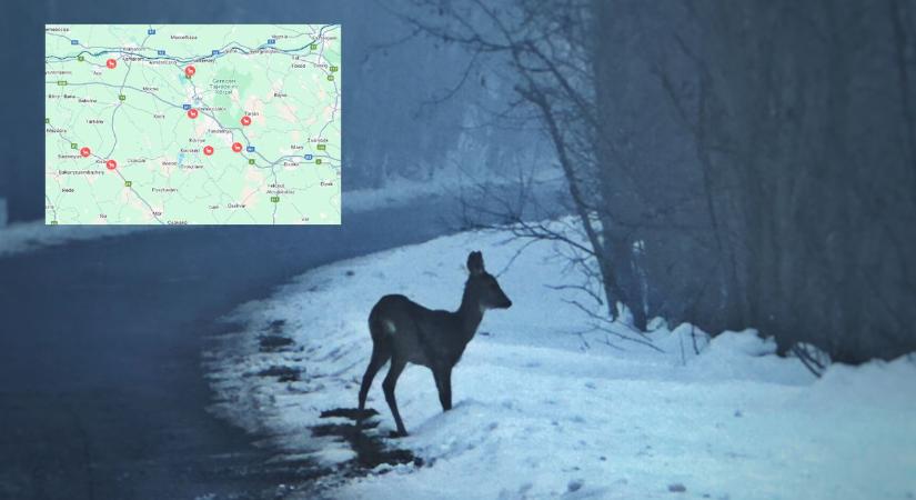 Veszély az utakon: itt történik a legtöbb vadgázolás