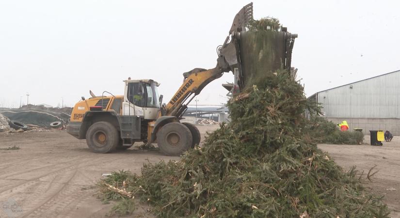 Győrben a fenyőket is újrahasznosítják