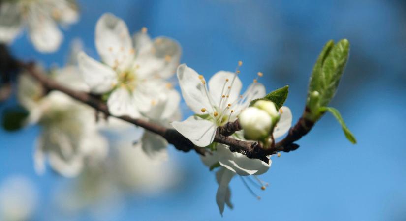 A fordulat óriási, a februári időjárás ránk rúgja az ajtót, nincs már megállás