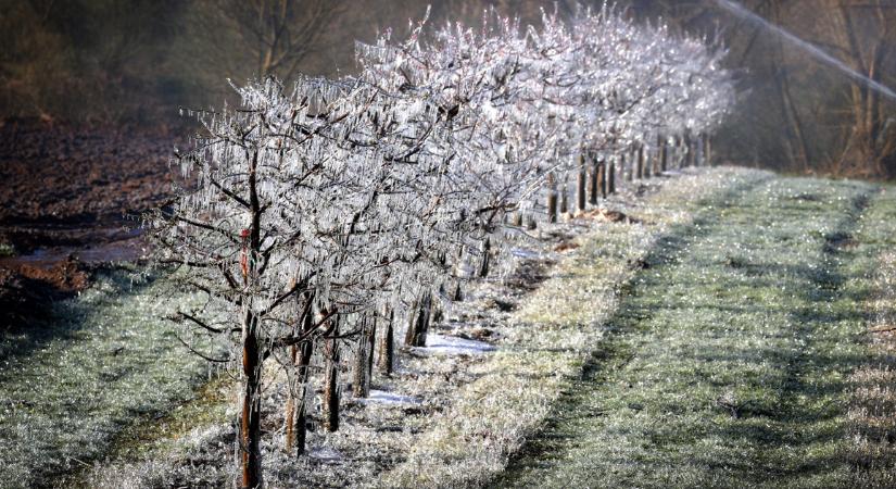 Rendkívüli támogatást kapnak a fagykárosult gazdák