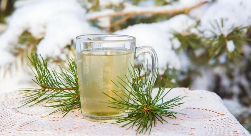 A hideg telek régi ellenszere: ez az erdei tea ma is bevethető nátha ellen