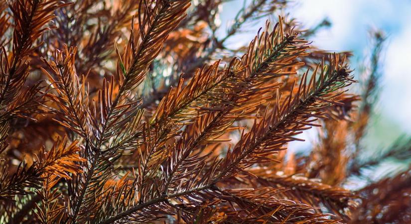 Miért barnulnak az örökzöldek télen – és mitől nem?