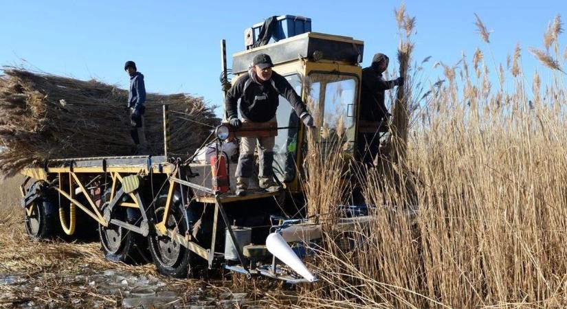 Zajlik a nádaratás a Balatonnál, de nem a jégről