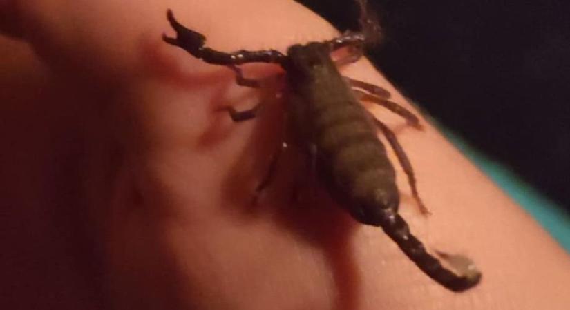 Óriás skorpió és madárpók került az adyvárosi panelba