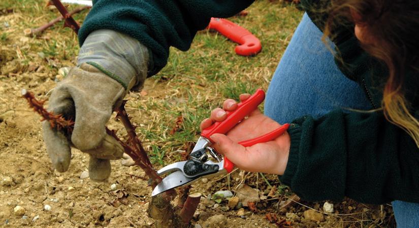 A kert az a hely, ahol a tested visszajelez