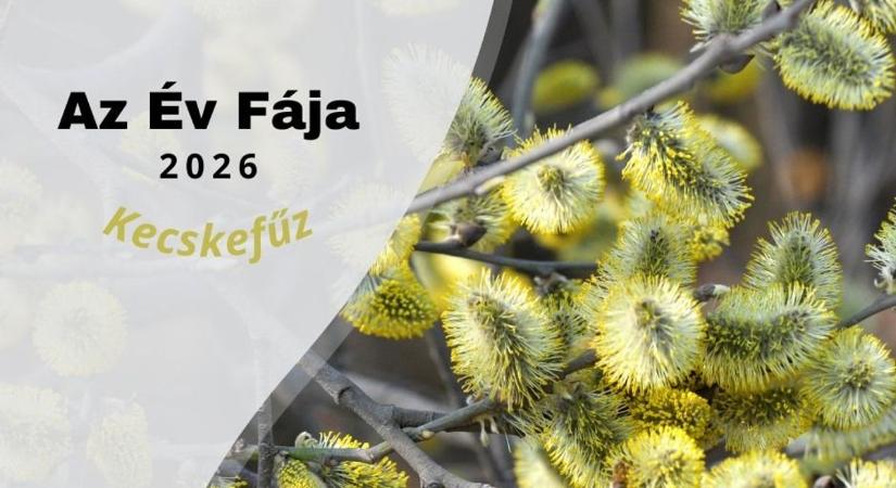 Fűz még nem kapott ekkora elismerést