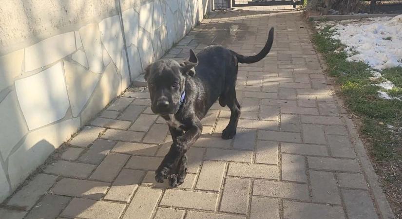 Elképesztő csellel próbálkoztak az állatkínzók Mogyorósbányán helyszíni fotók