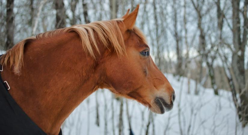 A rendőrlovat is elgázolva menekült a fatolvaj