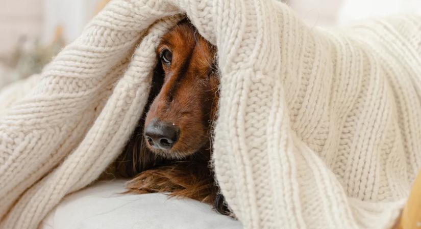 Hogyan ismerjük fel, ha fázik a kutyánk?