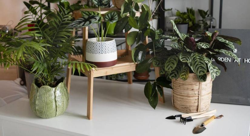 Ingyenes trükkökkel kivédhető, hogy megfázzanak a szobanövényeink télen