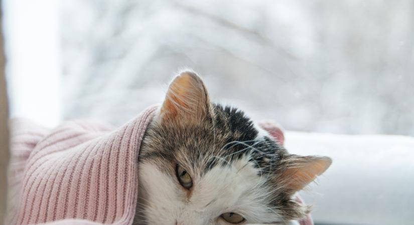 Hány foktól van túl hideg a macskáknak? – Grafikán a kritikus értékek