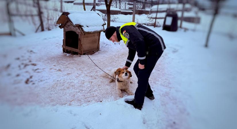 Bírságolt a rendőrség a nem megfelelő kutyatartás miatt