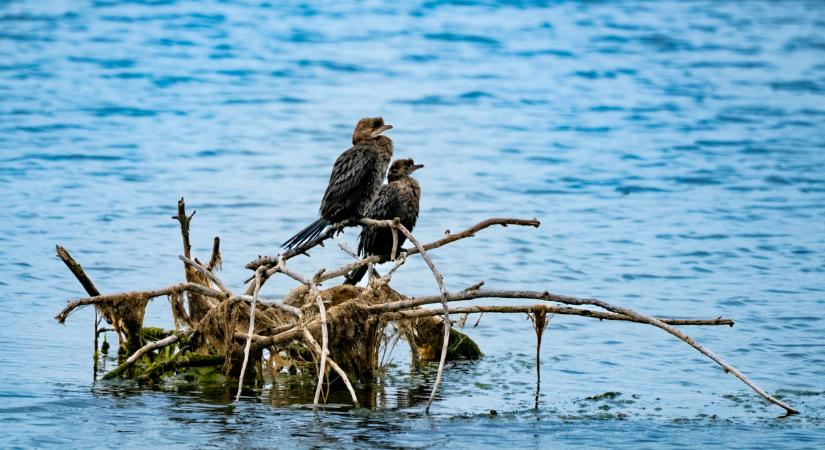 Védett madarak kilövése miatt nyomoznak: félmillió forintot kap, aki segít