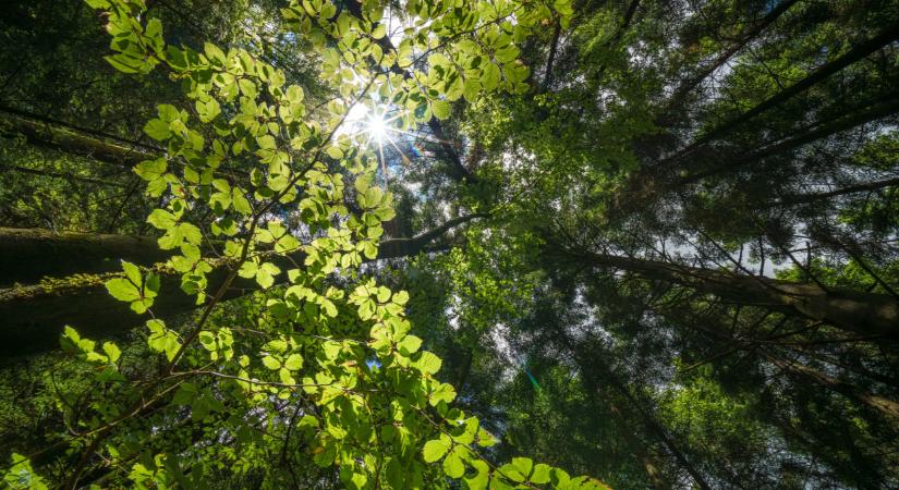 Terepjárók, drónok és éjjellátók: uniós százmilliókból erősítik a természetvédelmet az Őrségben