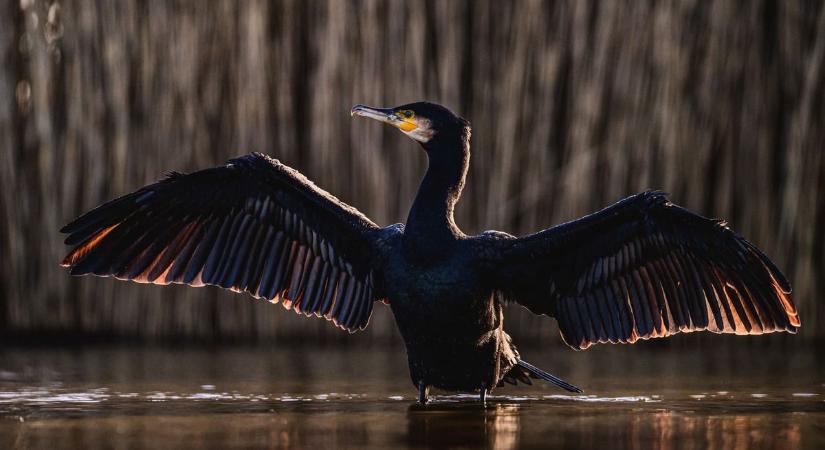Előkerültek a fegyverek, nehéz csillapítani az indulatokat a Tisza mentén