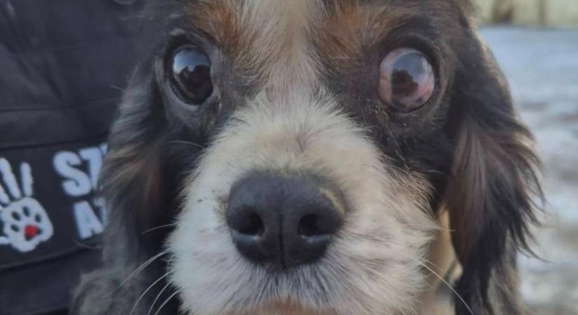 Kegyetlen kutyagyárra csaptak le: fotókon a fagyos horror, ahol csak megfagyni vagy elleni tudtak az állatok