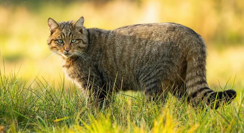 A Budakeszi Vadaspark a lakosság segítségét kéri: így menthetsz életet!