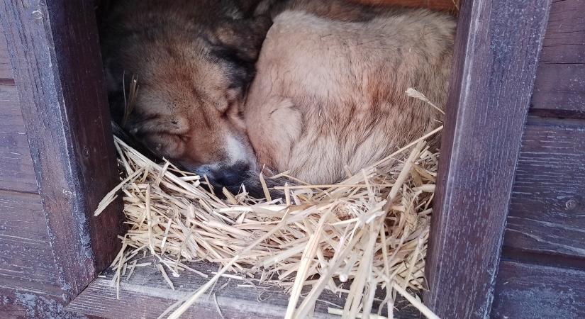 Fokozottan figyeljünk háziállatainkra a hideg időszakban