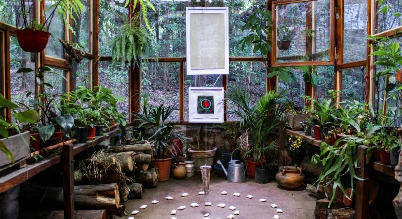 Szobanövények, amelyeket idén mindenképpen szerezzünk be