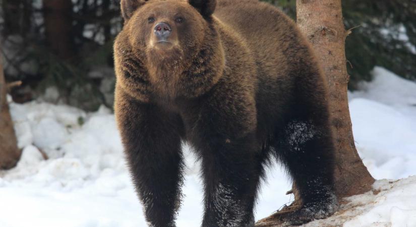 Milliós beruházást hagytak jóvá a vadállatok távoltartására a lakott területektől