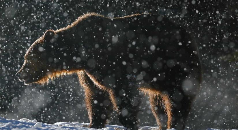 Nyugalomban telel a vadállomány a Békás-szoros–Nagyhagymás Nemzeti Parkban