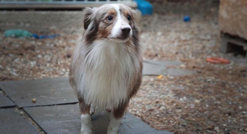 Így nem fagy be kedvenceink itatóvize télen