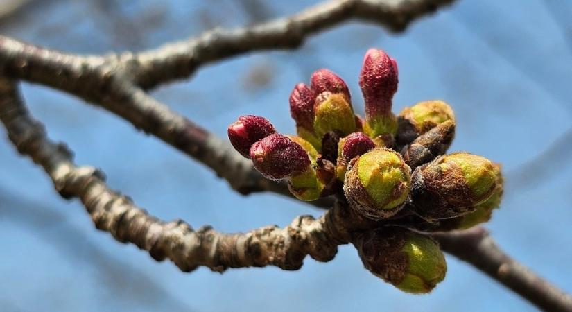 Hogyan „dönti el” egy növény, mikor induljon tavasszal? – Jelek, emlékek és óvatosság