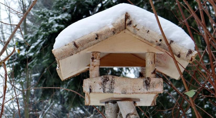 Madárhiány az etetőknél: több tényező hat egyszerre