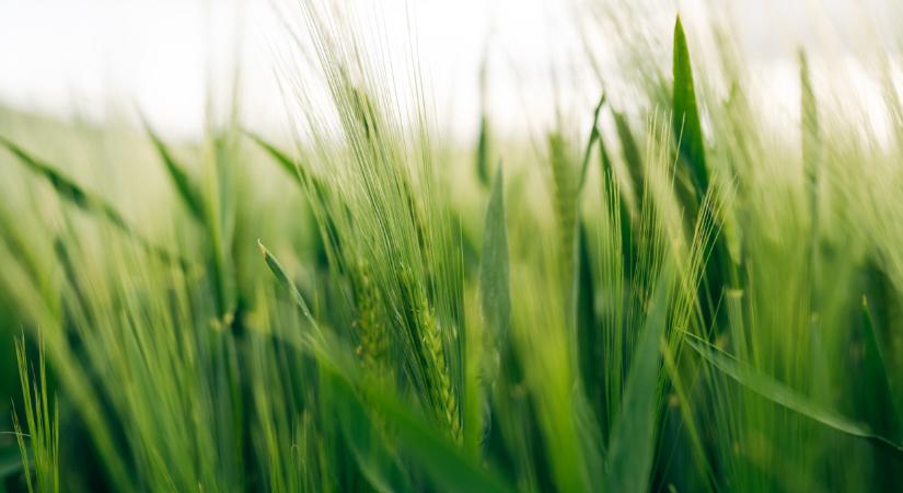 Tényleg már csak így lehet sikeresen termelni Magyarországon?