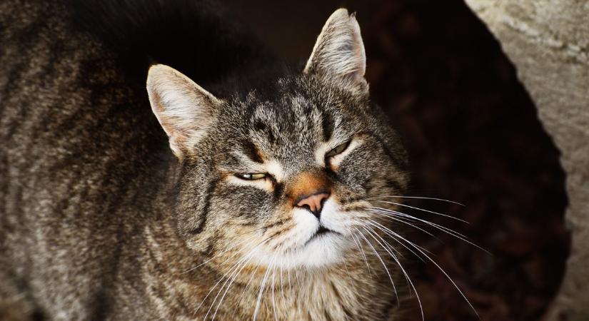 Ahol nem csak a gyerekekre figyelnek: cicamelegedőt működtet egy zalai bölcsőde