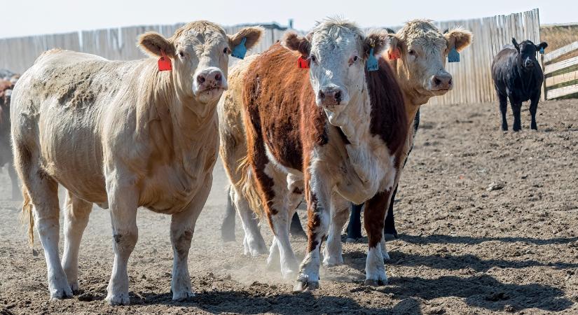 Kanada visszakozott: felfüggesztették az állat-nyomonkövetési reformot