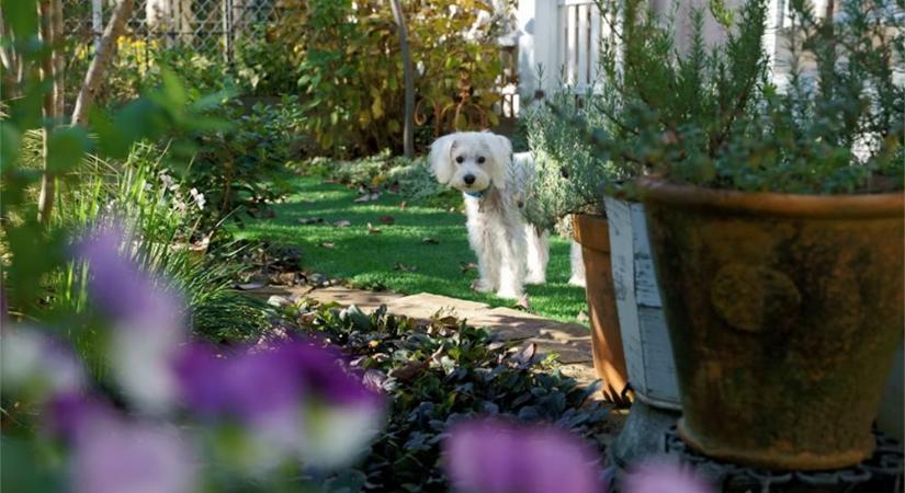 Az állatok előbb észreveszik, ha rossz eszközzel dolgozol