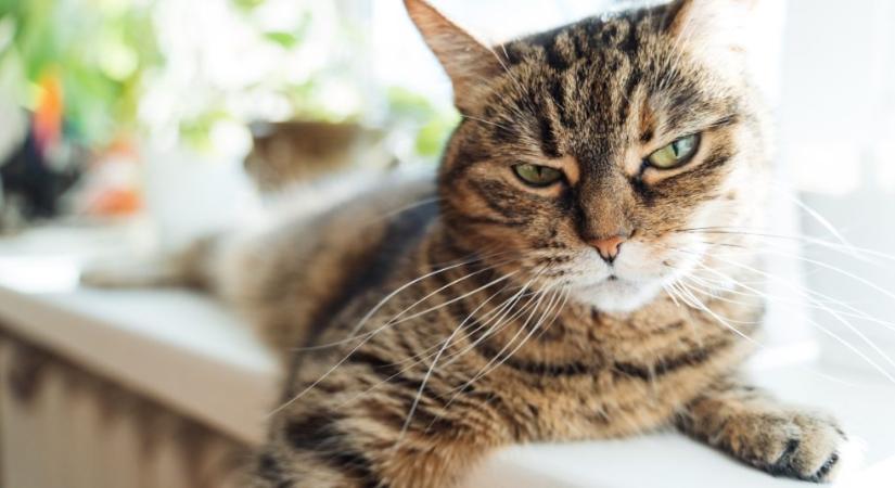 Így változtathatja meg az ivartalanítás a macska viselkedését