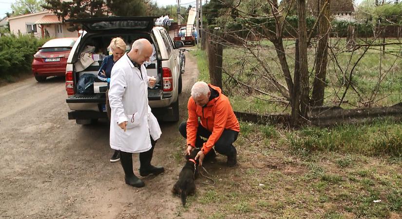 Újabb állatvédelmi programok indulnak Debrecenben