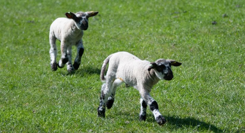 Házilag intézte a beavatkozást ez a juhtartó, bírság lett belőle