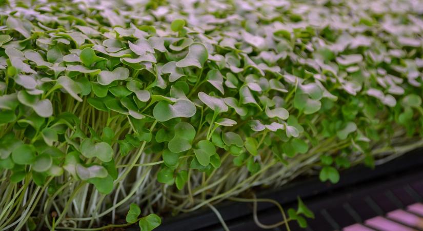 Mikrozöldek télen: 3 hiba, amitől nyálkás lesz a tálca