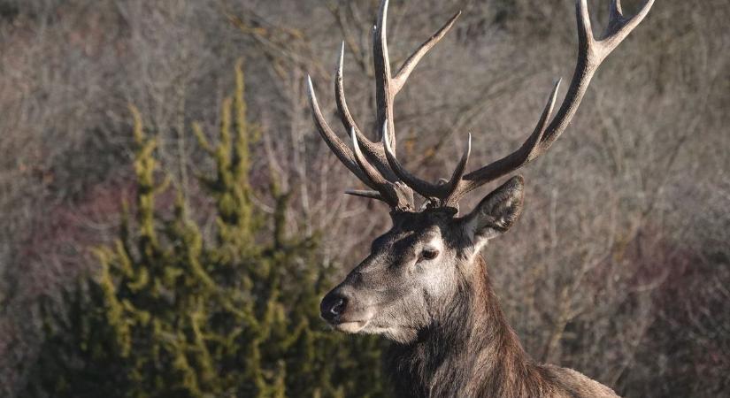 Extrém vadveszélyre figyelmeztetnek a Balaton ezen részén