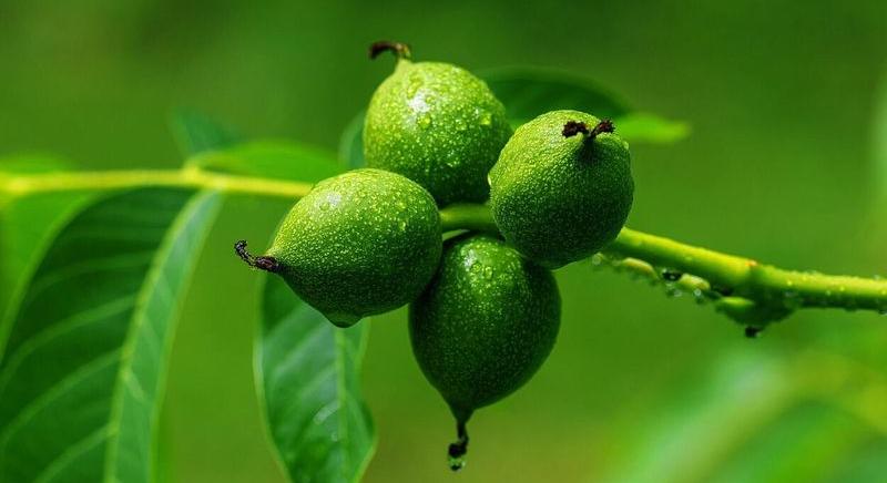 A neem diófa és a rovarok természetes ellensége