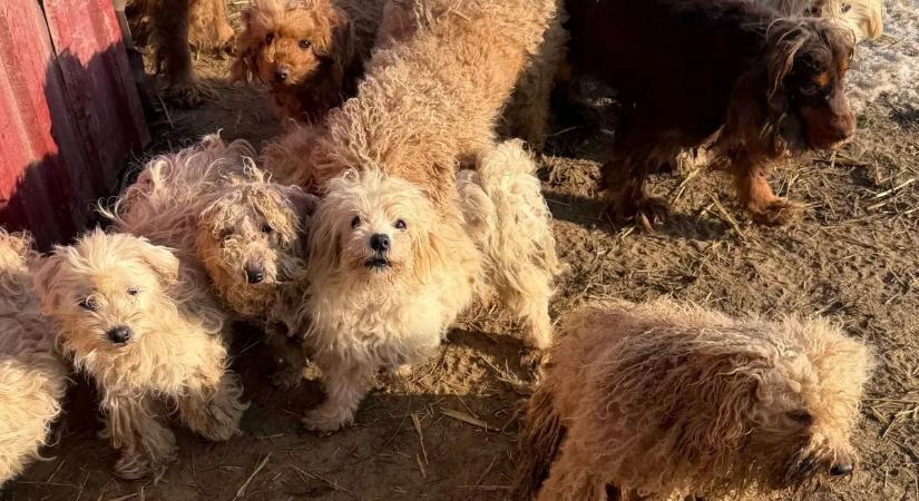 Baranyai horrortelepen ütöttek rajta az állatvédők és a hatóságok, elképesztő, hogy mit találtak a helyszínen