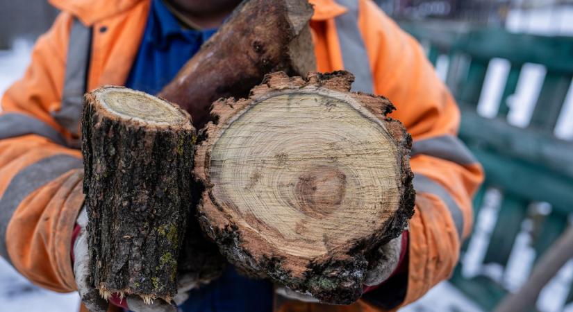 Encs saját forrásból oszt tűzifát