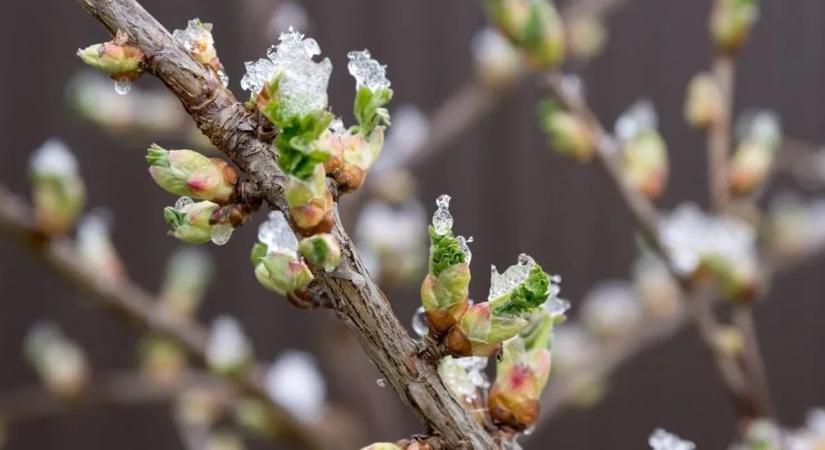 Kárt tett a fagy a szőlőben? Kompenzációt kaphat az államtól, de igényelni kell!