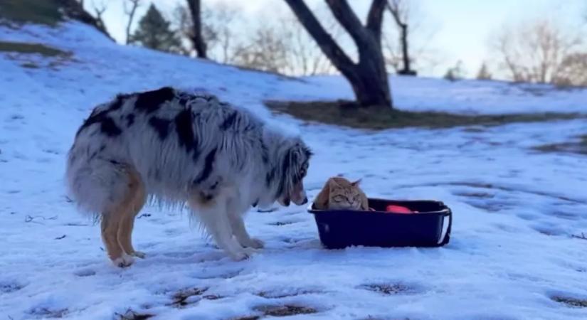 "Ez igaz?" - Amit a kutya a macskával tesz az alomdobozban, azon milliók ámulnak