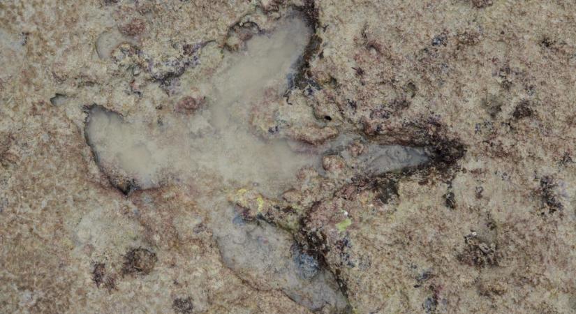 Így tudnak több millió évig fennmaradni a dínólábnyomok