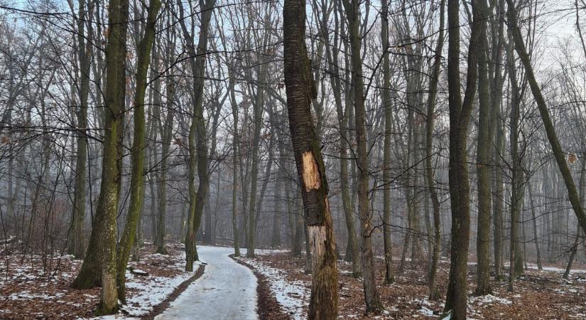 Biztonsági okokból vágják a fákat a félixfürdői erdőben