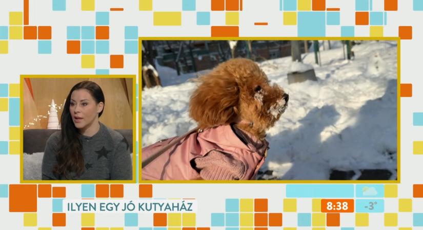 Tornóczky Anita tanácsai a kutyatartáshoz: mit kell tudni a kinti és benti kutyákról