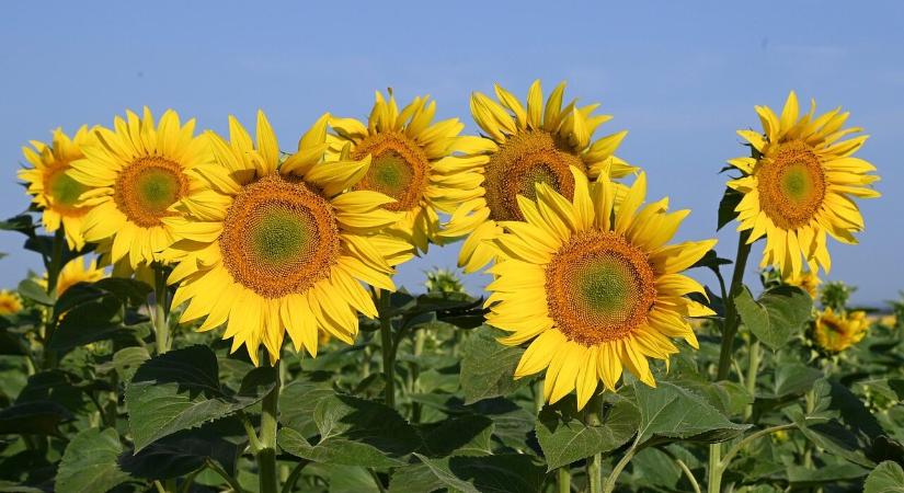 Négymilliárdos adóemelési konzultáció, vizsgálat az étolaj drágulása miatt