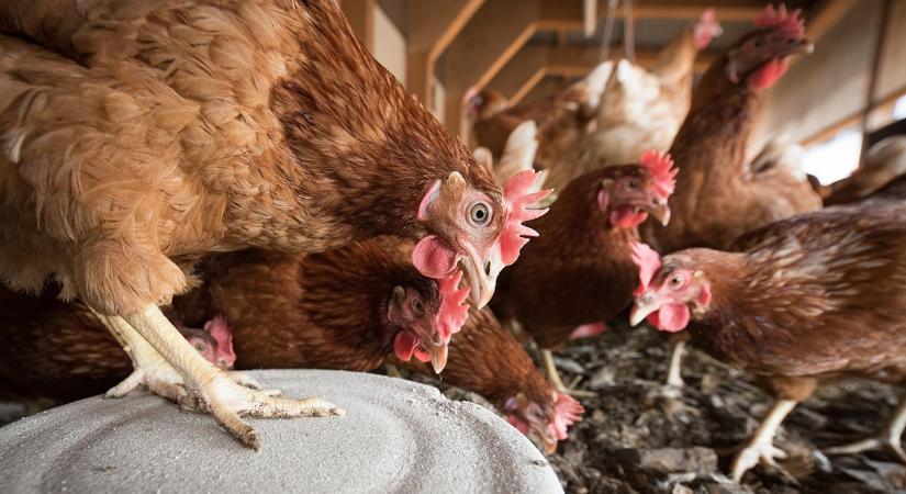 Tojáshozam tél közepén: mitől esik vissza hirtelen?