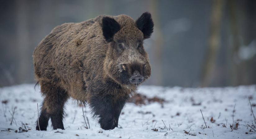 Szigorúan korlátozott területté nyilvánították a Strázsa-hegyet az afrikai sertéspestis miatt