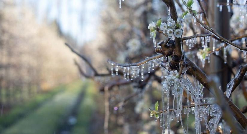 Fellélegzhetnek a gazdák: a kormány enyhítheti a tavalyi fagykárukat – sietnie kell annak, aki szeretné