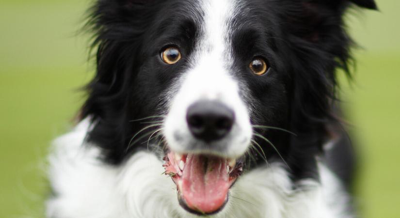 Csak kevés kutya képes így tanulni új szavakat — tanítás nélkül is megjegyzik őket